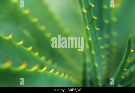 Chiudere fino a densa succulenta steli di Aloe mutabilis mostra il rosso e il giallo dei dorsi bordatura di ciascuna foglia Foto Stock