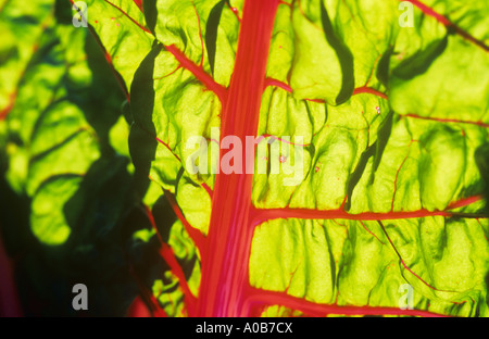 In prossimità della parte di una singola foglia verde di bietole o foglie di barbabietola o di Beta vulgaris con venature rosse retroilluminati da Sun Foto Stock