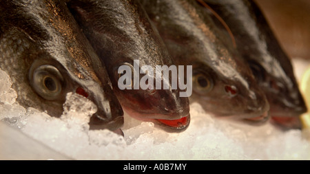 Pesce bagnato su ghiaccio e per la vendita nei locali di un pescivendolo finestra. Foto Stock