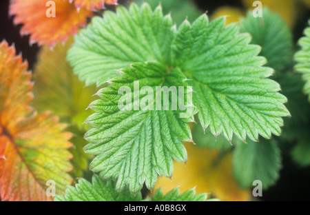 Close up di soft venato verde pallido e rosa fragola Foglie di Cinquefoil o Potentilla Edna nella tarda estate Foto Stock