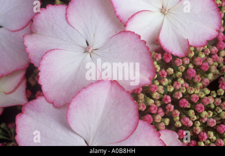 Dettaglio di flowerhead di lacecap Hydrangea macrophylla ti amo baciare con deep pink broccoli e rosa-refilato petali di colore bianco Foto Stock