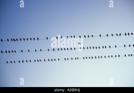 Numerosi storni o Sturnus vulgaris seduto su tre linee parallele stagliano contro il cielo di sera con una battenti in Foto Stock