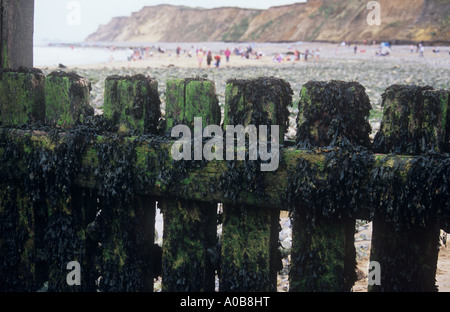 Close up di seaside groyne incrostati di vescica marrone wrack alghe o Fucus vesiculosus con persone spiaggia e scogliere dietro Foto Stock