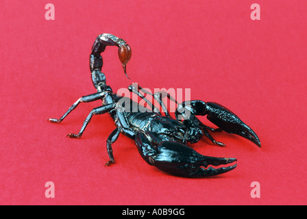 Imperatore comune scorpion Pandinus imperator intaglio Foto Stock