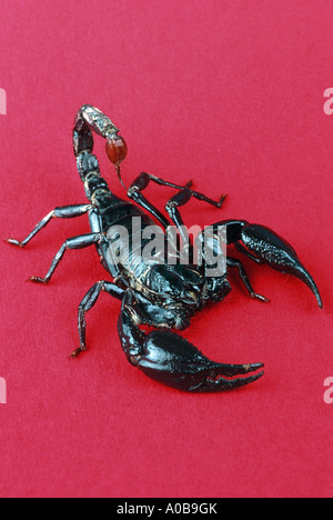 Imperatore comune scorpion Pandinus imperator intaglio Foto Stock