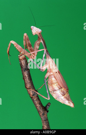 Unione depredavano mantis (mantide religiosa), seduto su un ramoscello Foto Stock