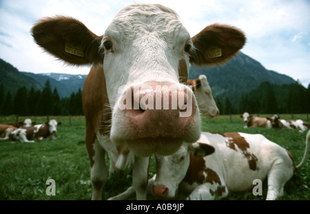 Gli animali domestici della specie bovina (Bos primigenius f. taurus), ritratto Foto Stock