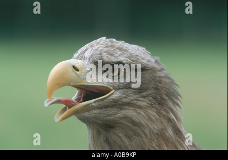 White-tailed sea eagle (Haliaeetus albicilla), il più grande rapace dell Europa centrale, ritratto, urlare Foto Stock