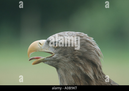 White-tailed sea eagle (Haliaeetus albicilla), il più grande rapace dell Europa centrale, ritratto, urlare Foto Stock