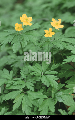 Anemone giallo, giallo legno anemone, Buttercup (anemone ranunculoides Anemone), fioritura Foto Stock