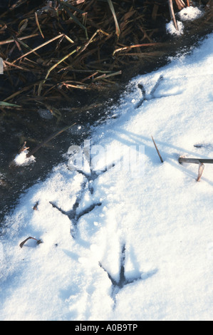 Airone cinerino (Ardea cinerea), le tracce nella neve Foto Stock