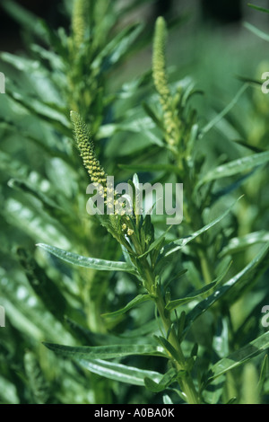 Saldatura (Reseda luteola), infiorescenza Foto Stock