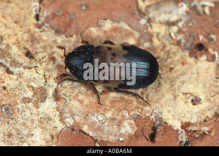 Dispensa beetle, comune coleottero dispensa, pancetta beetle (Dermestes lardarius), imago Foto Stock