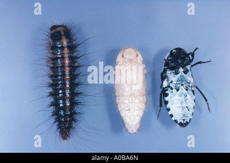 Dispensa beetle, comune coleottero dispensa, pancetta beetle (Dermestes lardarius), larva, pupa, imago Foto Stock