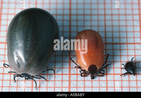 Unione Castor bean tick, Europea Pecore tick (Ixodes ricinus), il confronto di tre stadi dopo aspirazione di sangue Foto Stock