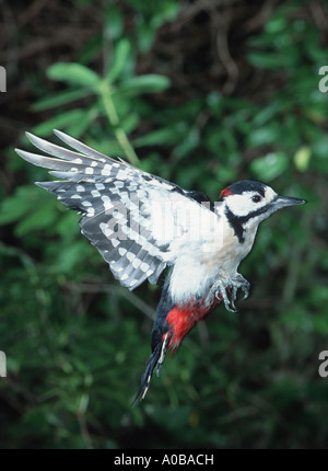 Picchio rosso maggiore (Picoides major, Dendrocopos major), flying Foto Stock