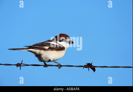 Woodchat shrike (Lanius senator), sul filo spinato con prelevati in preda, Spagna Foto Stock