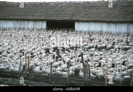 Oca domestica (Anser anser f. domestica), oca farm, Ungheria Foto Stock