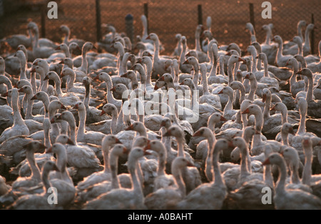 Oca domestica (Anser anser f. domestica), oca farm, Ungheria Foto Stock