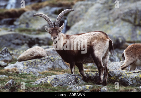 Lo spagnolo di stambecco (Capra pyrenaica), maschio, Spagna Foto Stock