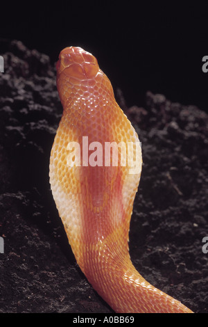 SPECTACLED COBRA. Naja naja. Velenosa, comune. Albino Cobra con il cofano sollevato. Maharashtra, India. Foto Stock