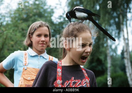 Nero-fatturati gazza (Pica pica), unico animale sulla testa di un bambino, tirando i suoi capelli, in Germania, in Renania Palatinato Foto Stock