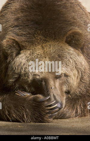 Kodiak Bear (Ursus arctos middendorfi, Ursus arctos middendorffi), dormendo Foto Stock