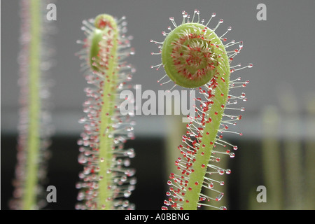 Thread-lasciava Sundew (Drosera filiformis), sviluppantesi trappola in foglia Foto Stock