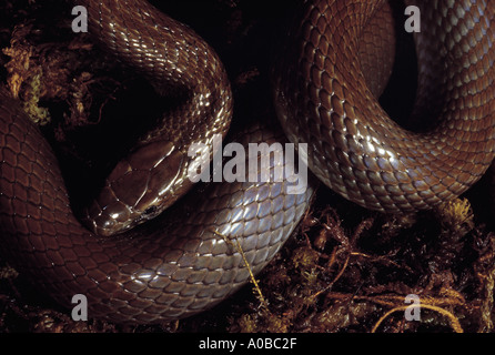 Coronella brachyura indiano serpente liscio estremamente rara di serpenti velenosi non questo è tra le poche fotografie che esistono Foto Stock