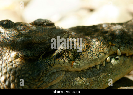 Coccodrillo allo zoo di Taronga Sydney New South Wales AUSTRALIA Foto Stock