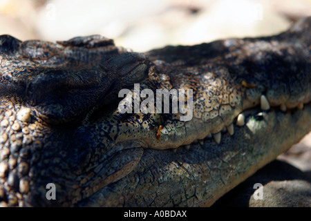 Crocodile presso lo zoo di Taronga Sydney, Nuovo Galles del Sud Australia. Foto Stock