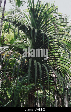 Pandanus. Questo pino è chiamato anche il pino a vite sul conto della vite a disposizione a forma di foglie. Foto Stock