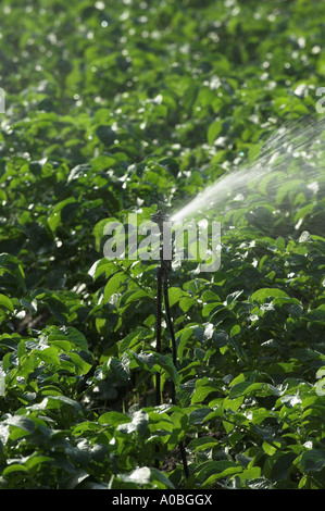 Close up di spruzzi di irrigazione sul prodotto Foto Stock