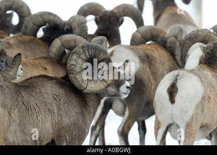 Un branco di pecore bighorn Foto Stock