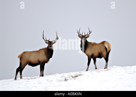 Due Bull Elk su un crinale Foto Stock