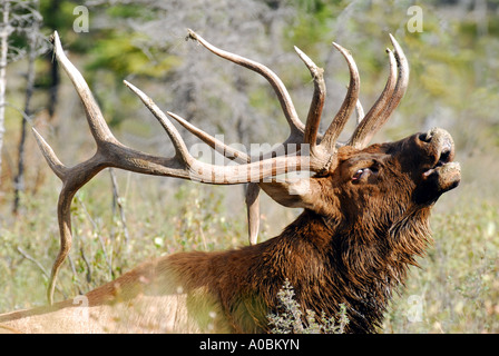 Bull Elk chiamando Foto Stock