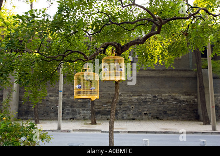 Cina Pechino due golden bird gabbie appendere in un albero vicino alla strada di città cinesi spesso tenere gli uccelli come animali domestici in ca decorativi Foto Stock