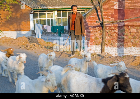 Simatai Cina vicino alla sezione del Nordest della Grande Muraglia un agricoltore cammina il suo gregge di capre dalla sua casa colonica in mattoni Foto Stock