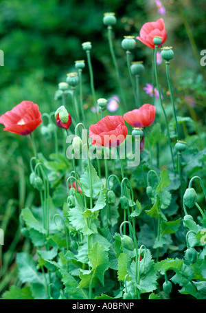 Poppies in un giardino Foto Stock