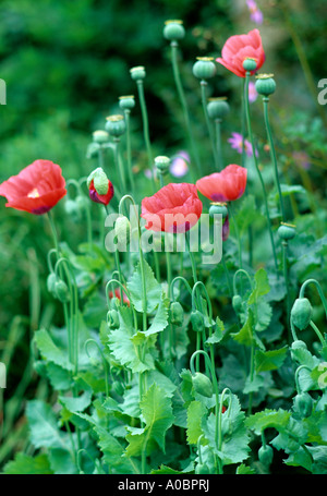 Poppies in un giardino inglese Foto Stock