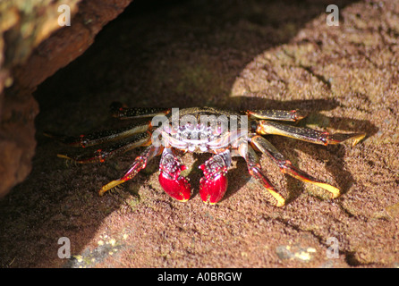 Un tipo di granchio rosso Gecarcoidea natalis catturato in Patalavaca su Gran Canaria Spagna 06 10 2006 Gran Canaria è parte di Canar Foto Stock