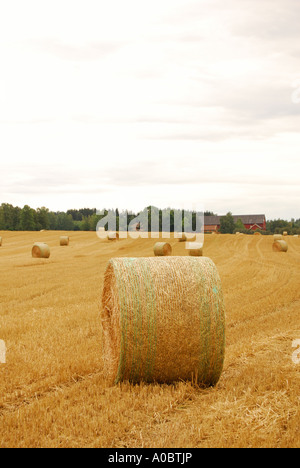 Un sacco di hayballs o hayrolls sono giacenti su un campo dopo le stagioni del raccolto in Norvegia Foto Stock