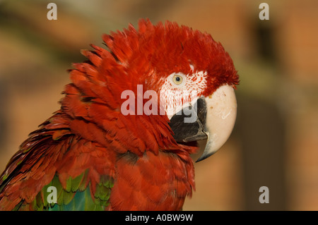 Scarlet Macaw Ara macao Foto Stock