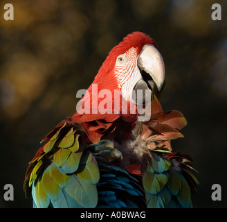 Scarlet Macaw Ara macao Foto Stock