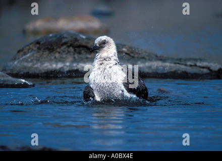 SOUTH POLAR SKUA Catharacta maccormicki adulto Hop balneare isola gruppo Rauer Antartide Foto Stock