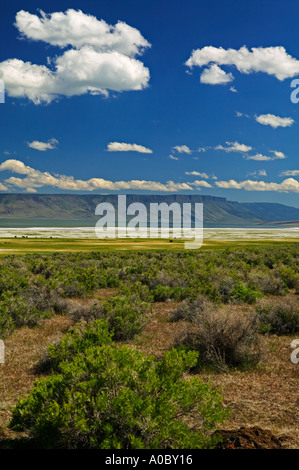 Il lago di Abert con nuvole e vacche Oregon Foto Stock