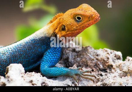 Comune lucertola Agama Agama siedleragame Close up Foto Stock