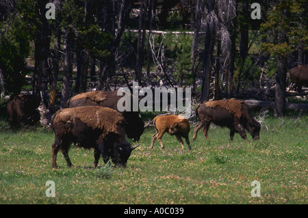 Bison chiamato anche bufalo americano pascolare nel Parco Nazionale di Yellowstone Montana Foto Stock