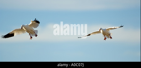 Bosque del Apache - New Mexico - USA le oche delle nevi in bilico su motivi di alimentazione Oies des Neiges Chen caerulescens Foto Stock