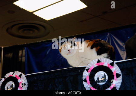 A giudicare presso il CFA IAMS Cat Show al Madison Square Garden di New York Foto Stock